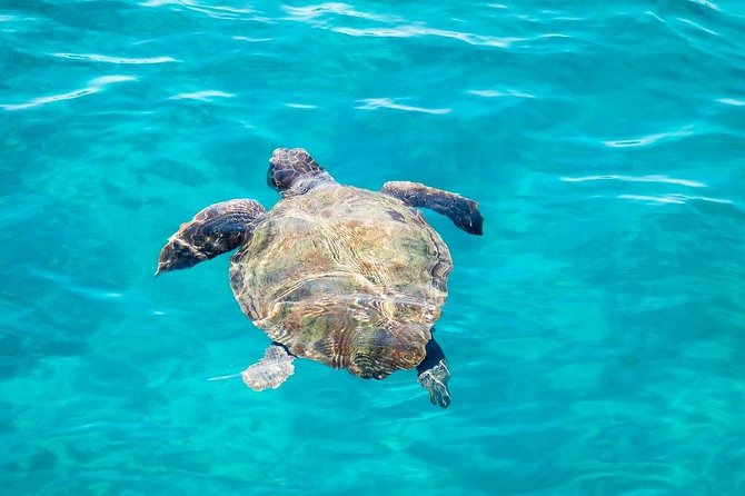 Cruise to turtle's island and caves with a glass bottom boat - Timing, Crowds, and Why Turtle Island Can Feel Like a Lot