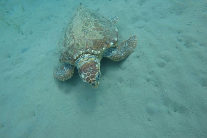 Cruise to turtle's island and caves with a glass bottom boat - Price and Value: Is $301.20 Worth It?