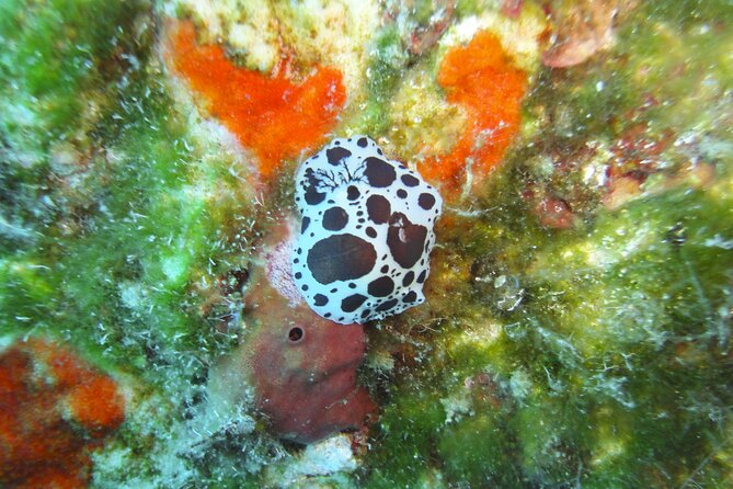 Discover Scuba Diving Adventure in Mykonos - Marine Life Expectations on a Rocky Home Reef