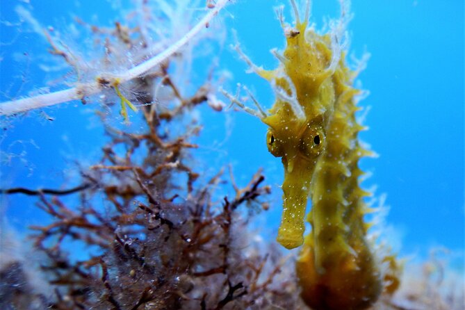 Discover Scuba Diving Adventure in Mykonos - Best Fit: Who This Works For, and Who Should Think Twice