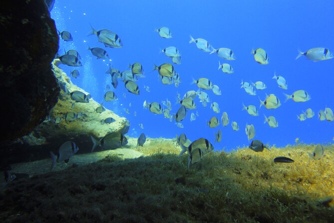 Discover Scuba Diving Adventure in Mykonos - Should You Book This Scuba Intro at Mykonos Diving Center?