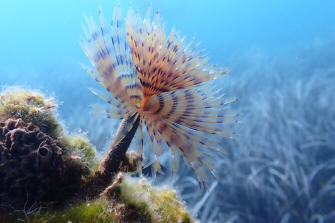 Discover Scuba Diving in Santorini - Price and Value: What You’re Paying For
