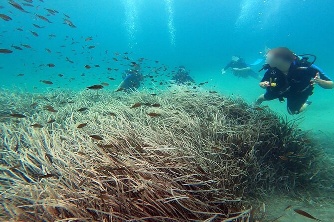 Discover Small Group Scuba Diving Experience in Nea Makri, Athens - Where Nea Makri fits when you want an easy Athens beach day