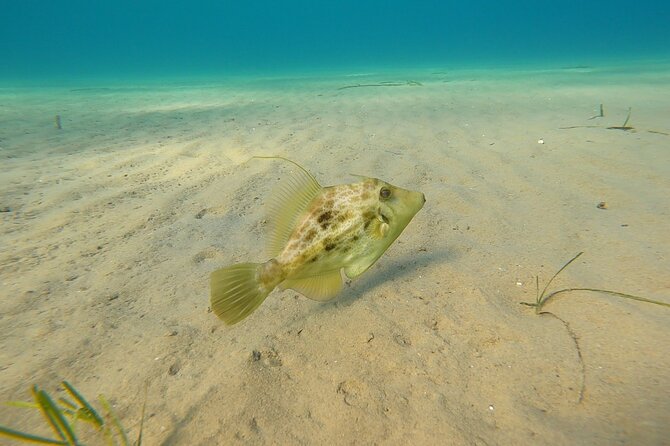 Discover Small Group Scuba Diving Experience in Nea Makri, Athens - Price, time, and why the small-group format is the point