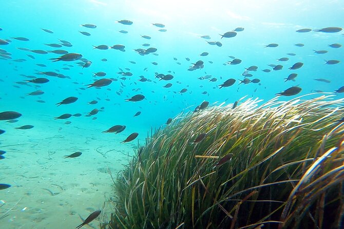 Discover Small Group Scuba Diving Experience in Nea Makri, Athens - What you should do before you go to feel confident