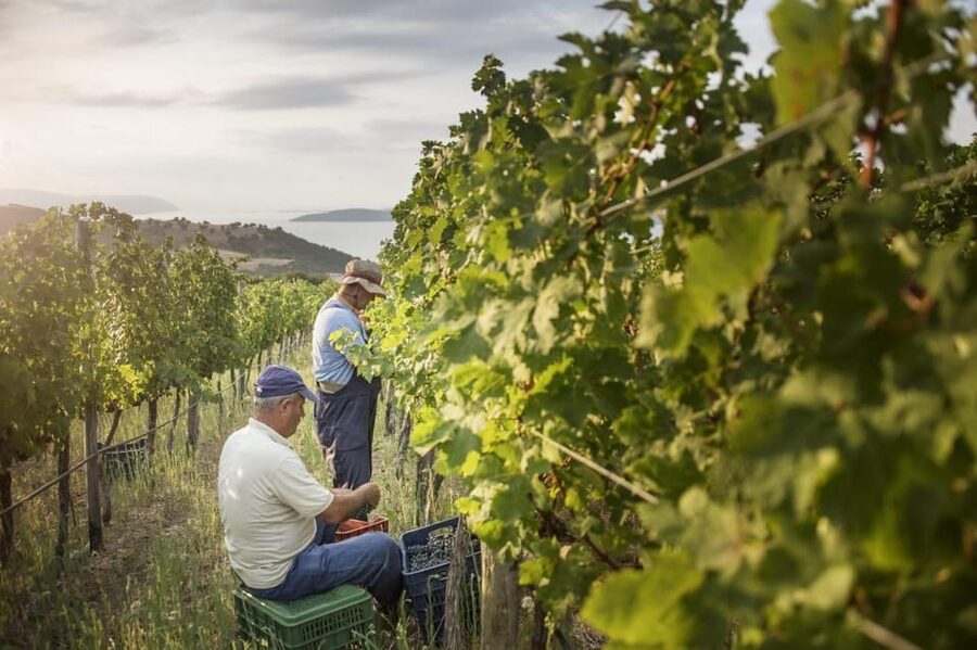 Evening of Wine and Scenic Views in Skiathos - The Winery Visit: Quick Tour, Clear Focus