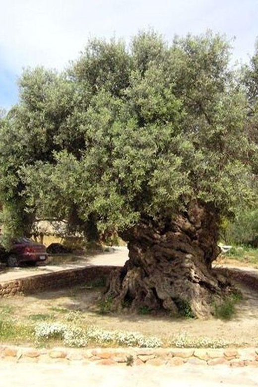 From Chania: Olive Oil, Wine, Cheese & Honey Tasting Tour - Cheese Factory Tasting: More Than a Sampling Table