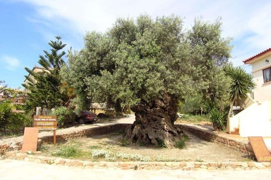 From Chania: Olive Oil, Wine, Cheese & Honey Tasting Tour - Entering The Ancient Olive Tree of Vouves