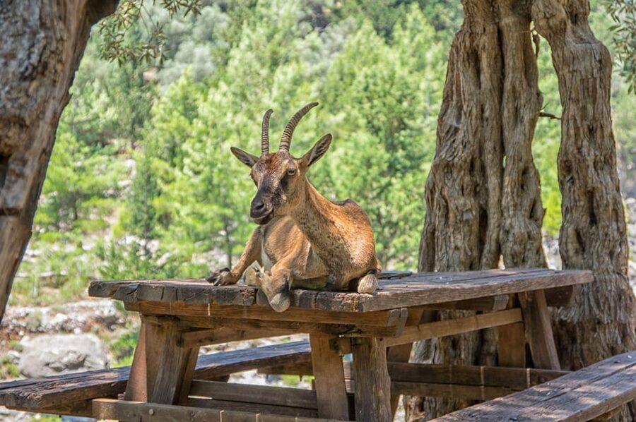 From Chania: Samaria Gorge with Professional Hiking Guide - The halfway rhythm: toilets, water refills, and staying steady