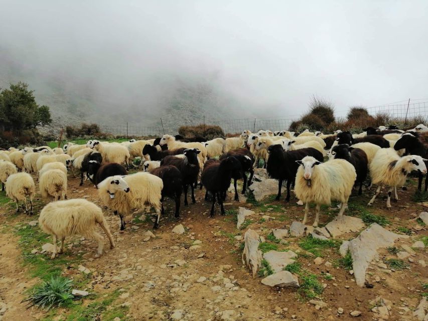 From Chania: White Mountains Land Rover Safari - Midday breaks: coffee or mountain tea where the crowd thins out
