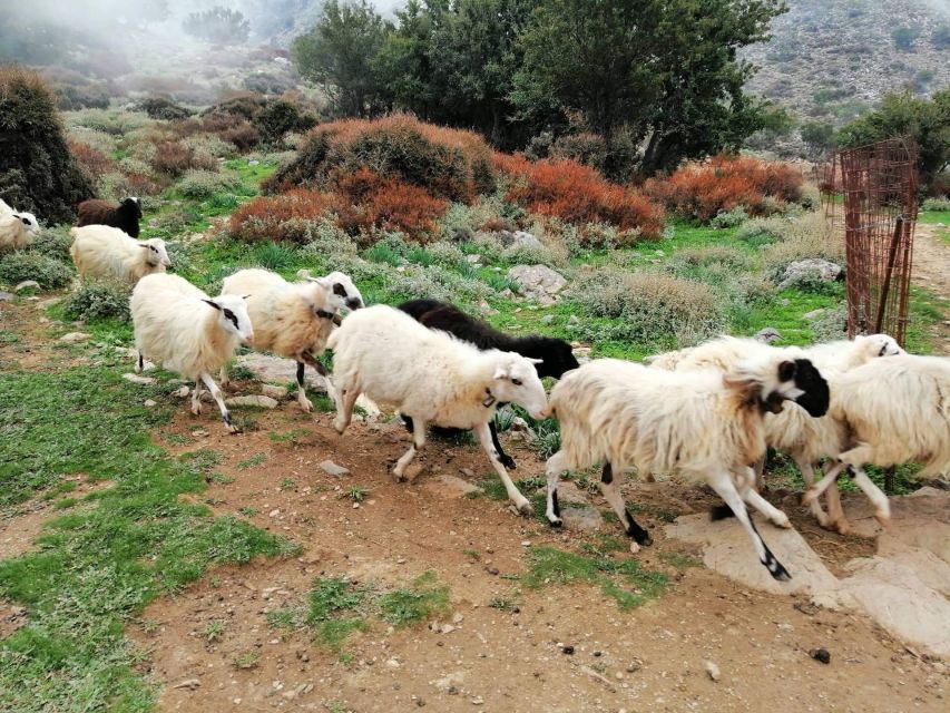 From Chania: White Mountains Land Rover Safari - The mitato shepherd hut visit, and why it matters