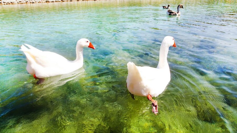 From Heraklion: Chania Town, Kournas Lake, and Rethymno Tour - Kournas Lake, the Natural-Water Pause That Often Becomes the Highlight