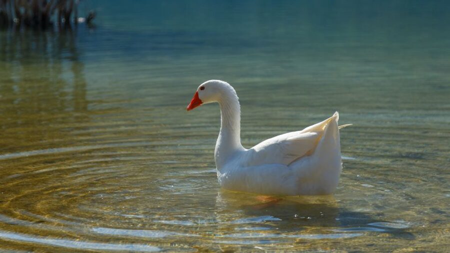 From Heraklion: Chania Town, Kournas Lake, and Rethymno Tour - Pedal Boat and Meals: What’s Included vs What You’ll Plan Around