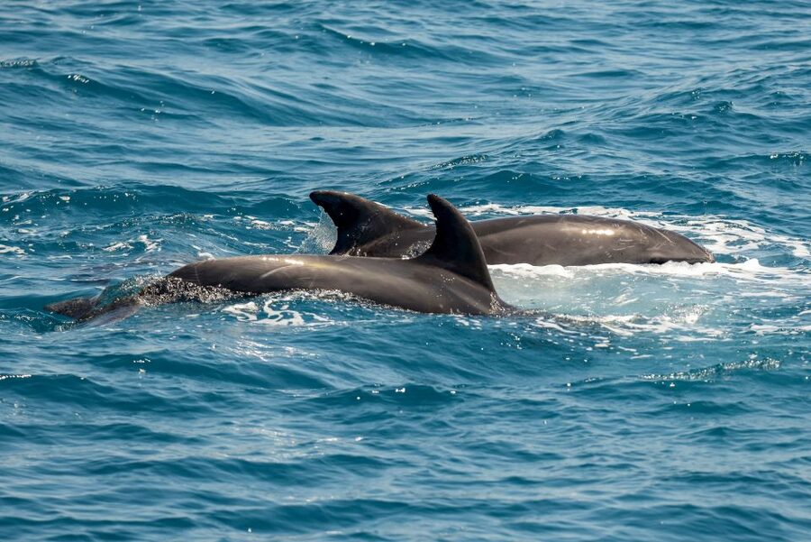 From the Port of Kos: Full Day Boat Cruise to 3 Islands - Who should book this 3-island Odyssey cruise