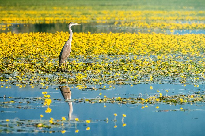 From Thessaloniki: Private Day Trip to Kerkini Lake - Why Lake Kerkini is such a strong nature day trip from Thessaloniki