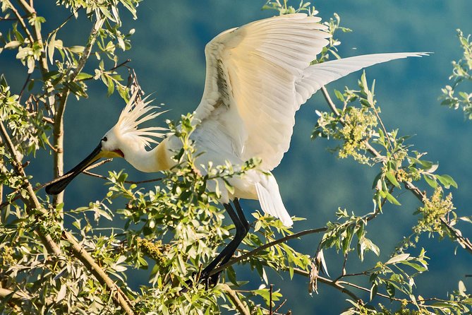 From Thessaloniki: Private Day Trip to Kerkini Lake - Lithotopos Dam birdwatching: the core of the day
