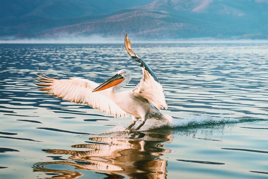 From Thessaloniki: Private Day Trip to Kerkini Lake - The ride back to Thessaloniki: a scenic finish that keeps you on schedule