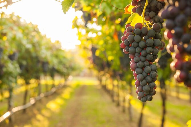 Full-Day Сomprehensive Tour of Rhodes including Wine Tasting - A Rhodes Day That Feels Organized, Not Exhausting