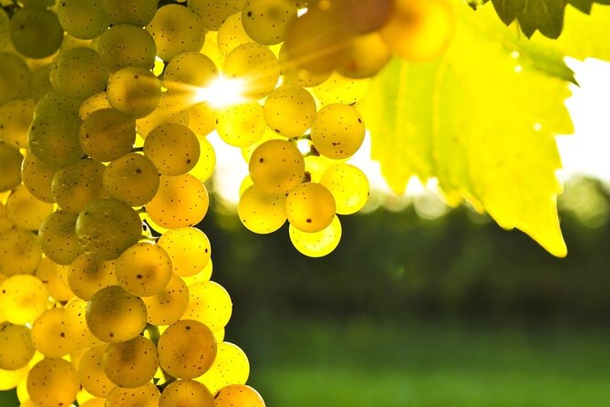 Gourmet Journey: 12-Course Lunch, Wine Tasting & Culinary Session - 11-course Greek lunch with wine unlimited, served where the vines are