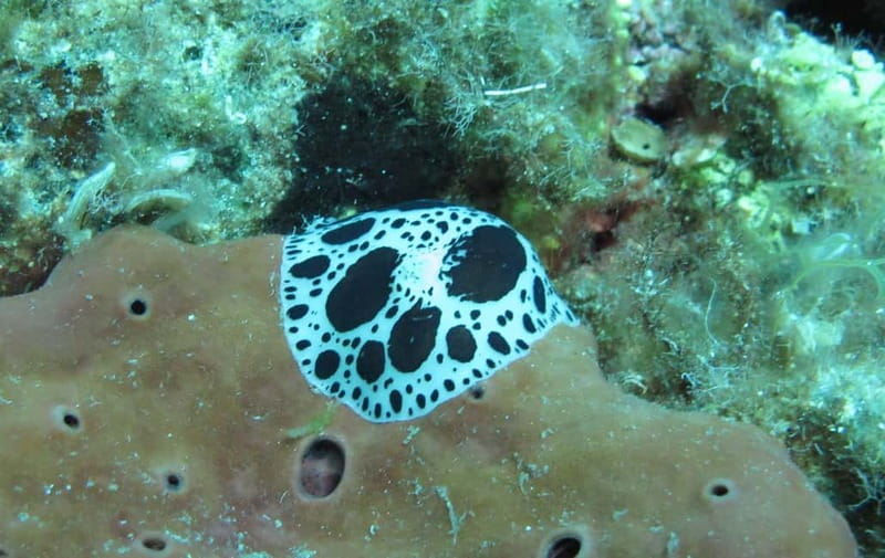 Halkidiki-Kassandra: Scuba Diving for Beginners - Small group size: why a limit of 5 really changes the experience