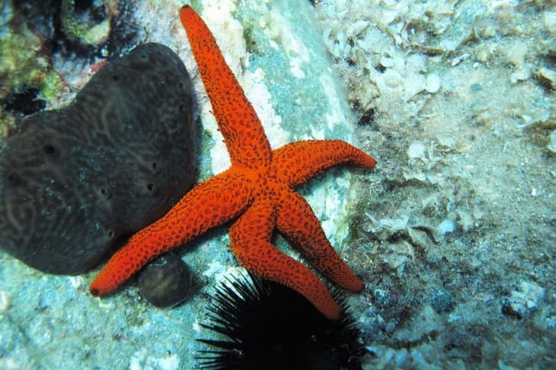 Halkidiki-Kassandra: Scuba Diving for Beginners - Stop-by-stop: how the Kassandra Peninsula schedule works