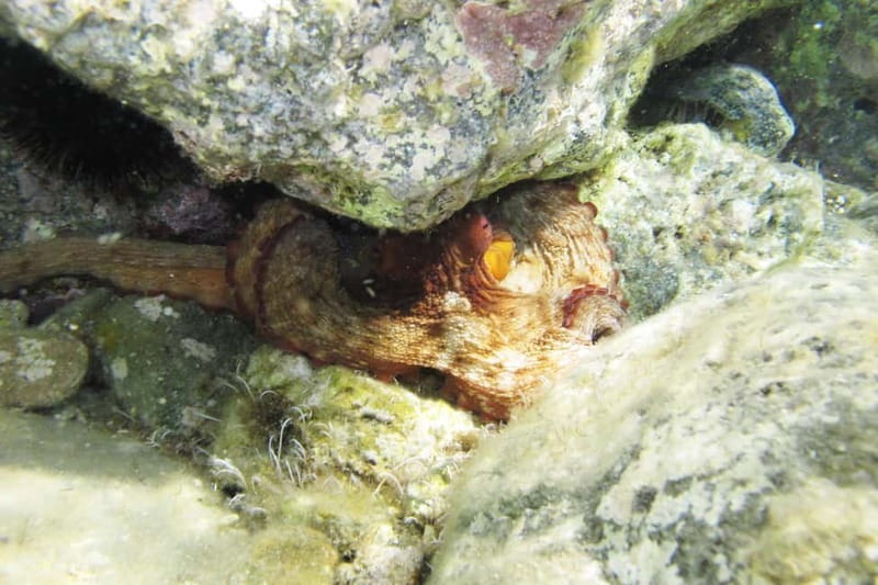 Halkidiki-Kassandra: Scuba Diving for Beginners - What you should bring, and what you do not need