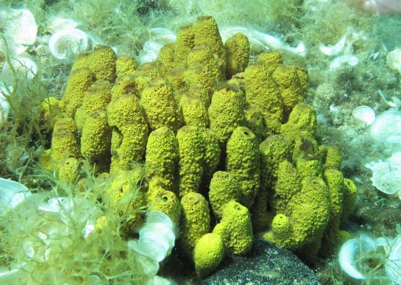 Halkidiki-Kassandra: Scuba Diving for Beginners - Languages: English and more for comfort and clarity