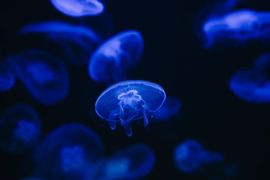 Heraklion Area: CRETAquarium Admission Ticket - Quick hits you’ll care about