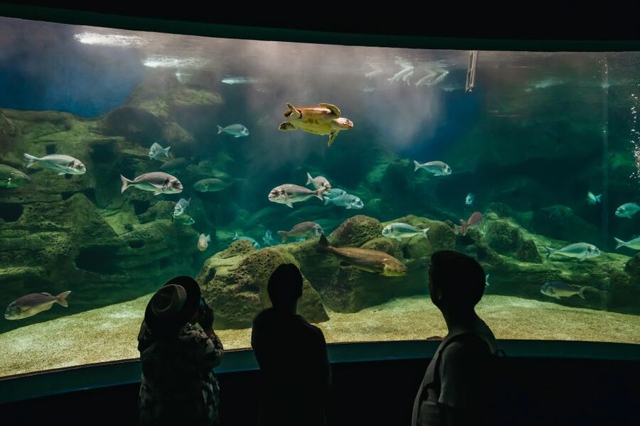 Heraklion Area: CRETAquarium Admission Ticket - Timing and crowd reality, especially 11:00 AM to 4:00 PM