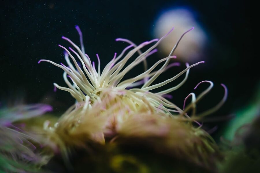 Heraklion Area: CRETAquarium Admission Ticket - Entering the tanks: Mediterranean habitats first