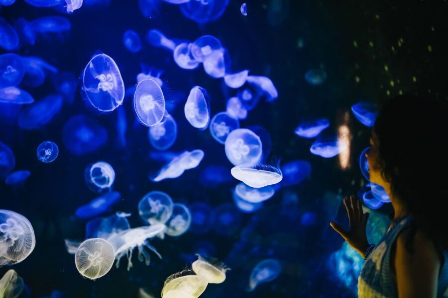 Heraklion Area: CRETAquarium Admission Ticket - Why this aquarium feels more serious than a basic attraction