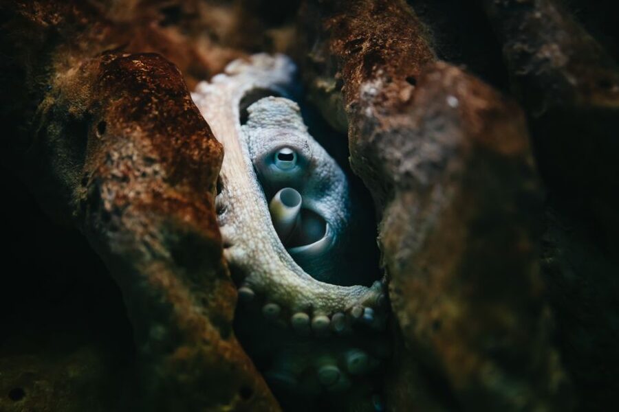 Heraklion Area: CRETAquarium Admission Ticket - What you actually see in a 1-day, self-guided loop