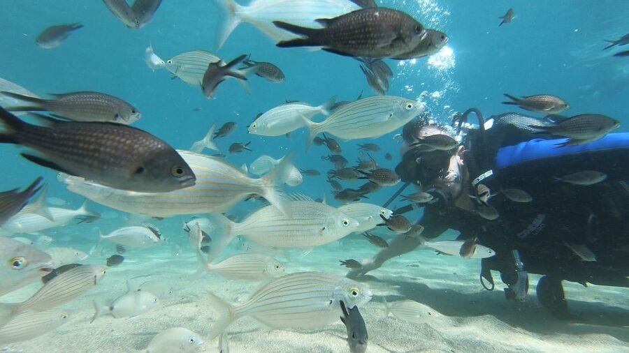 Heraklion: Beginner Scuba Diving Lesson with PADI Instructor - Small Group Attention: Why Up to 6 People Changes Everything