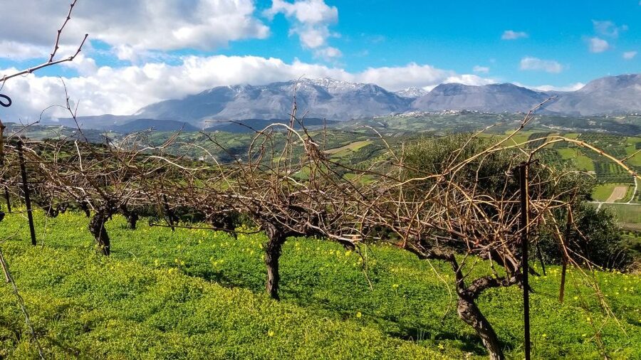 Heraklion: Cretan Wine Tasting Tour & Gourmet Lunch - Gourmet lunch with wine pairing: what you should expect to eat