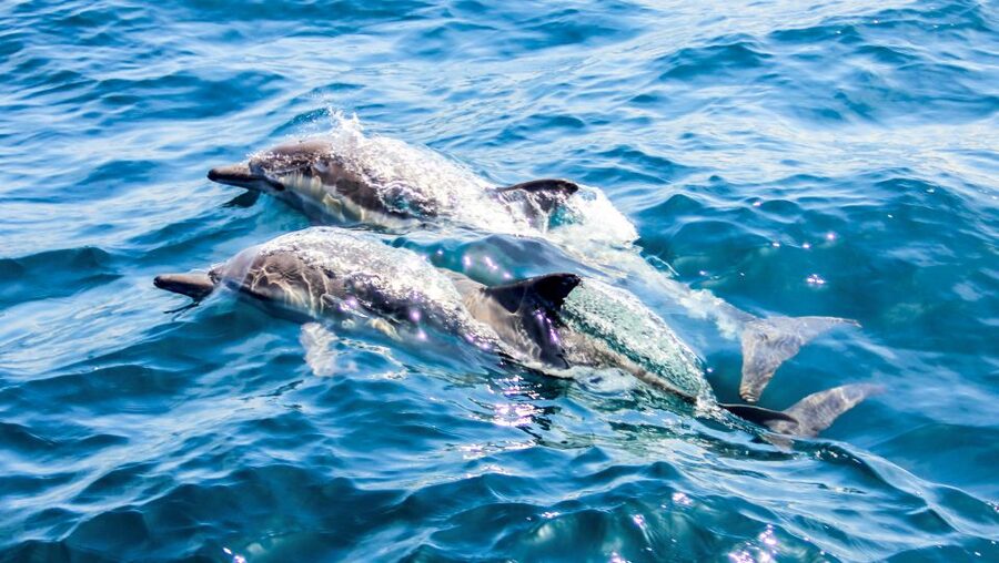 Heraklion: Dia Island Sailboat Cruise with Swimming and Meal - Drop-off options: convenient if you are staying around Heraklion