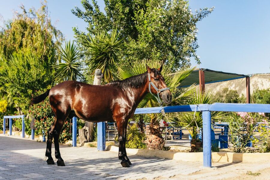 Heraklion: Finikia Horse Riding Tour with Lunch or Dinner - The Ride Itself: Finikia Mountains, Break at the Top, and Zeus Legend