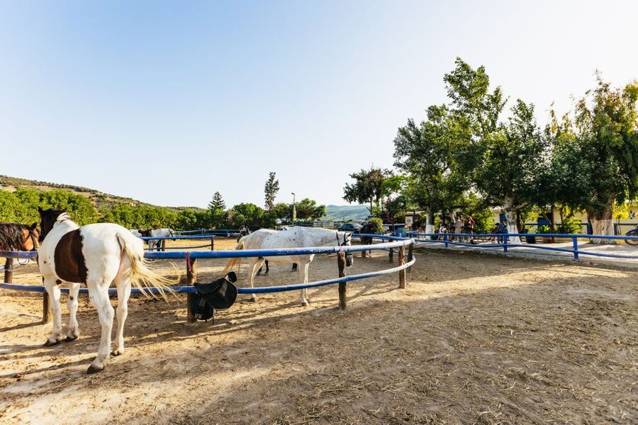 Heraklion: Horse Ride in the Cretan Mountains - Optional Extras at the Farm (Local Flavor Beyond the Ride)