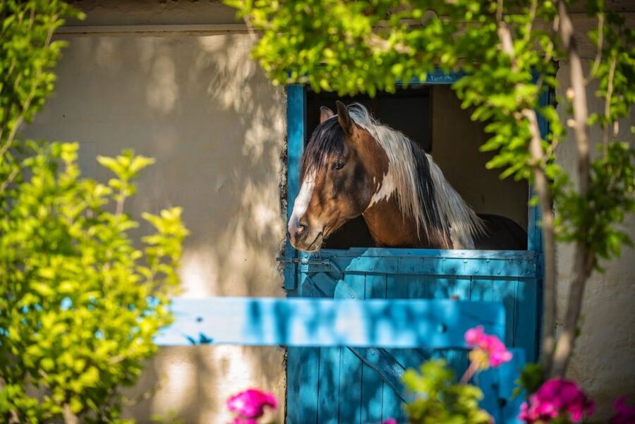 Heraklion: Horseriding Day Tour with Lunch and Transfer - Price and value: what $94 buys in real time
