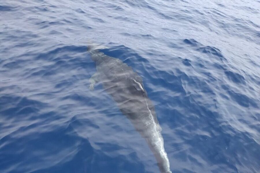 Heraklion: Nature Reserve Dia Island Full-Day Cruise & Lunch - Dia Island, Natura 2000, and what makes this trip different