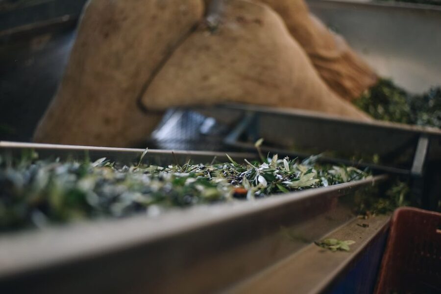 Heraklion: Olive Farm Tour with Tasting of Local Delicacies - The tasting table: bread, cheese, honey, herbs, and olive oil pairings that teach you