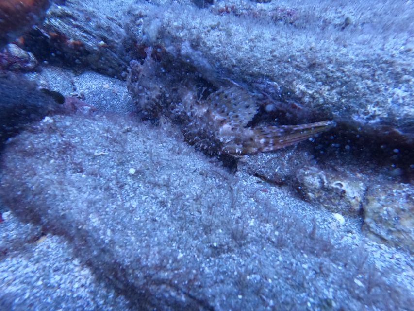Heraklion: Scuba Diving Experience for Beginners _Beach - What You’ll Actually Do Underwater in Agia Pelagia Bay