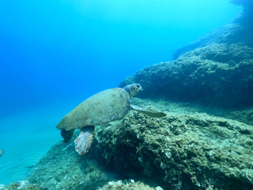 Heraklion: Scuba Diving Experience for First-Timers - First-timer scuba near Heraklion, why Ligaria is the right start