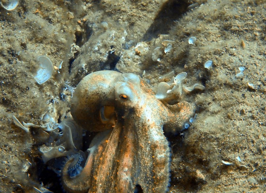 Heraklion: Scuba Diving Experience for First-Timers - Transfers from Agia Pelagia and Heraklion, and what to plan for in the heat