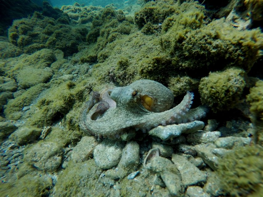 Heraklion: Try Scuba Diving For Beginners (1 dive) - FAQ