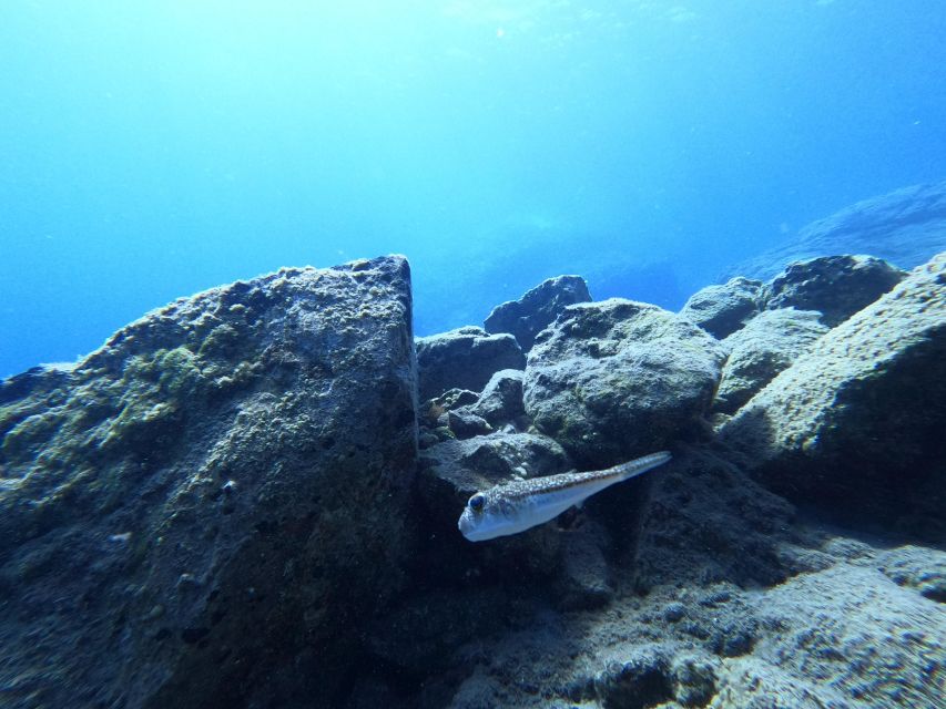 Heraklion: Try Scuba Diving For Beginners (1 dive) - The guided underwater session: clear water, fish, and real wow moments