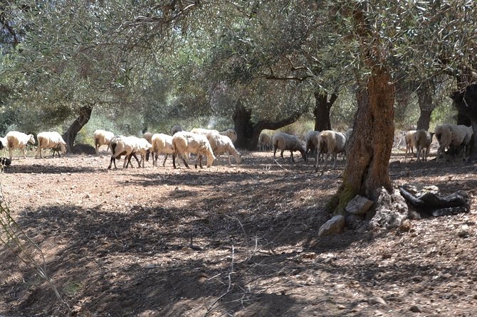 Jeep Safari 4x4 Crete real off road mountain tracks with Lunch from Hersonissos - Skotino Cave: the one stop that makes footwear non-negotiable