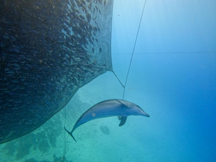 Kamiros Skala: Marine Life Experience by Boat - The marine biologist angle: why this isn’t just a photo stop