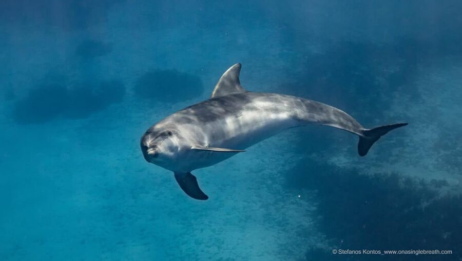 Kamiros Skala: Marine Life Experience by Boat - Who this trip suits, and who should skip it