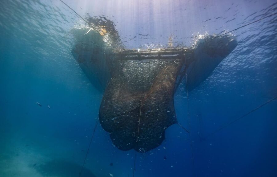 Kamiros Skala: Marine Life Experience by Boat - Practical checklist before you go