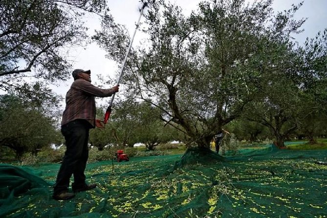 Katakolon Small Group Tour: Olympic site, Honey/Olive Oil Tasting - What you will taste, from extra virgin olive oil to Greek honey desserts